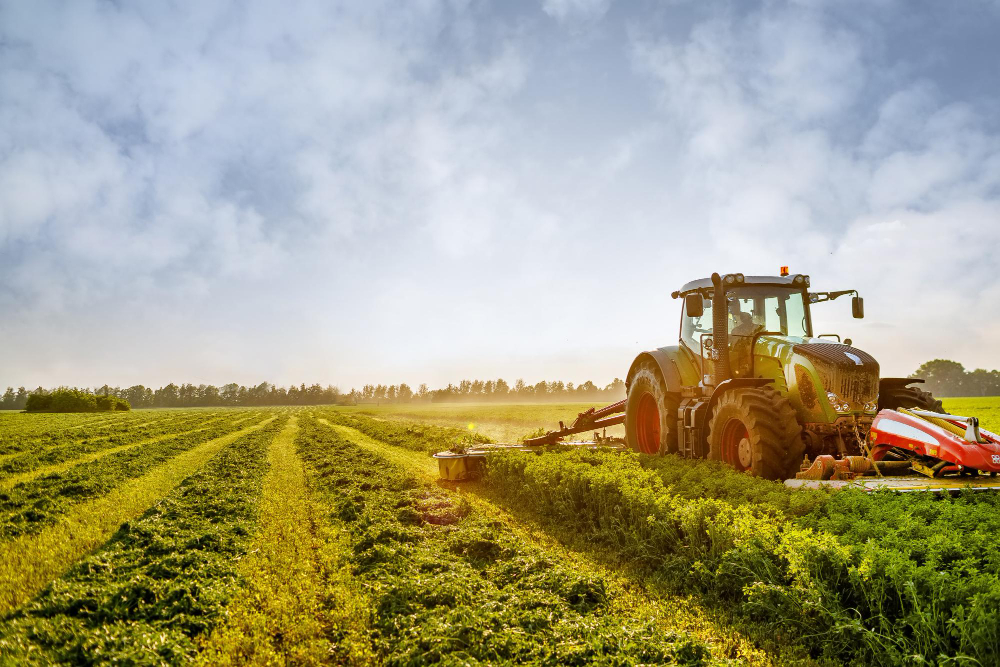 Revitalizzazione della Terra: L’ascesa dell’Azienda Agricola Biologica a Benevento